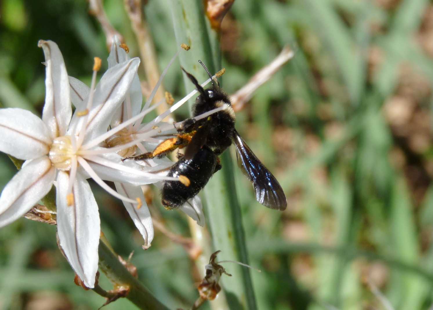 Andrena morio F (Apidae Andreninae)